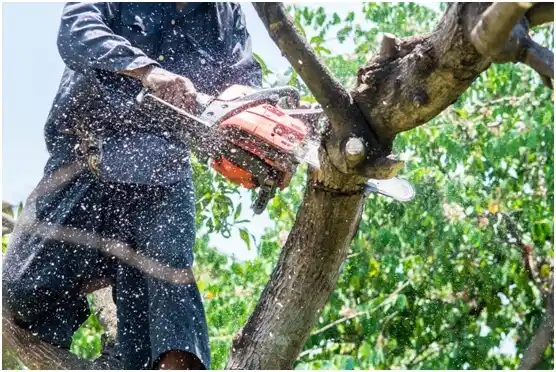tree services Lake Camelot